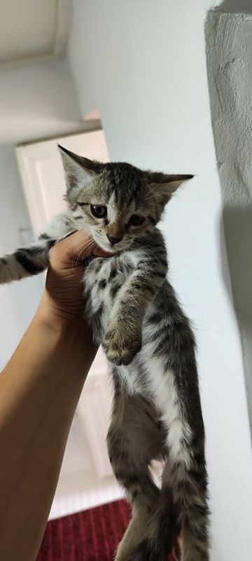 Mushukchala yaxshi qollaga beriladi Mushukchala yaxshi qollaga beriladi