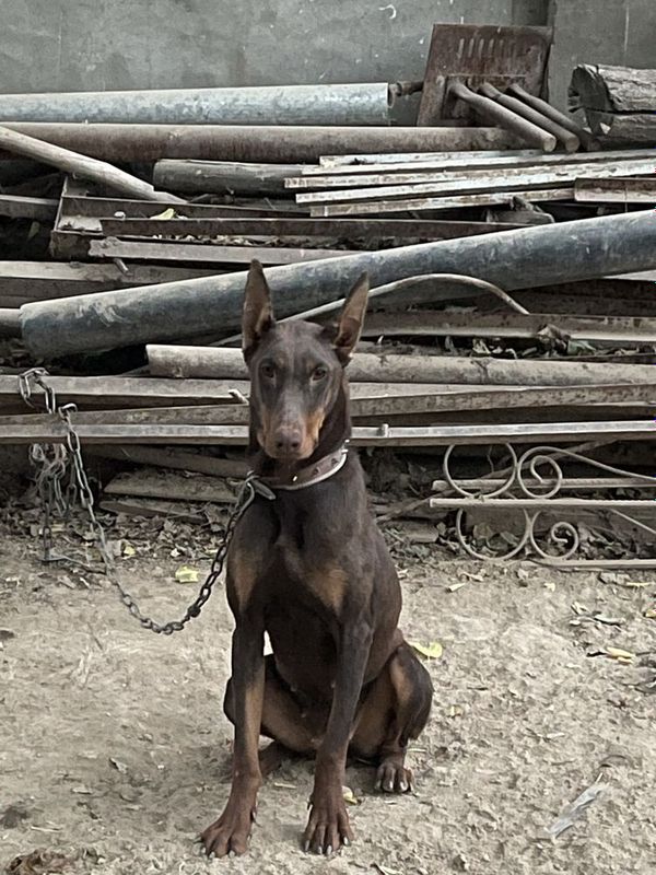 Doberman kuchuk sotiladi Doberman kuchuk sotiladi