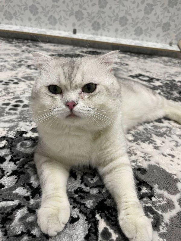Scottish fold sotiladi. Scottish fold sotiladi.