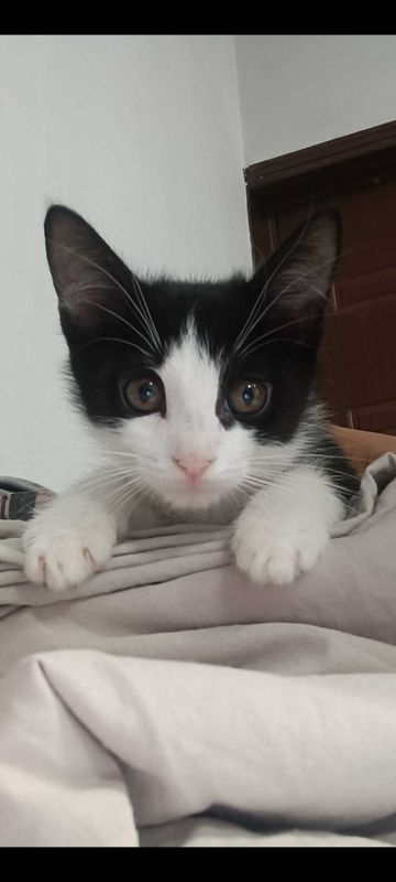 Котенок три месяца, нежный Котенок три месяца, нежный