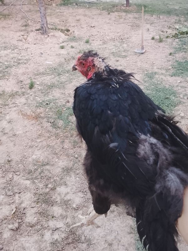 Tovuq sotiladi srochna Tovuq sotiladi srochna