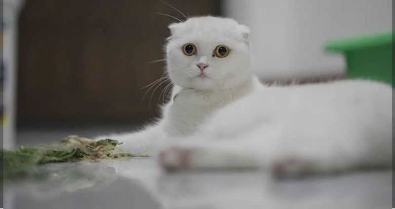 Skottish strayt toza qon mujik Skottish strayt toza qon mujik