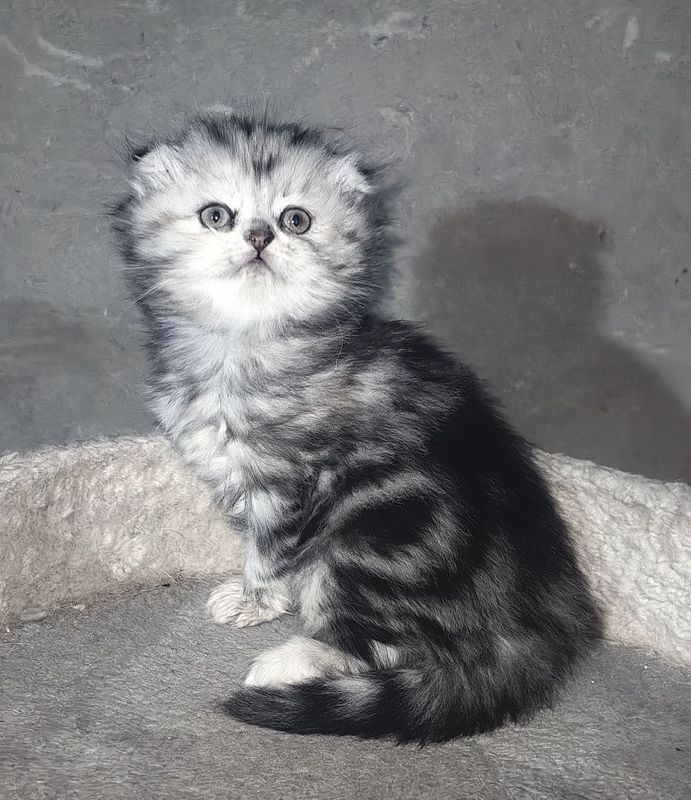 Продаётся котенок скотиш фолд Продаётся котенок скотиш фолд