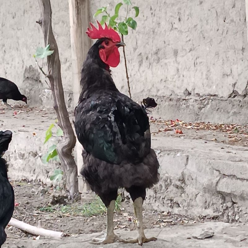 Qora shaxzoda xoʻroz Qora shaxzoda xoʻroz