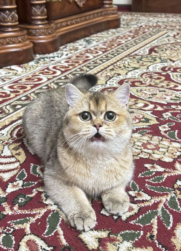 Zolotaya shinshila qiz bola Zolotaya shinshila qiz bola