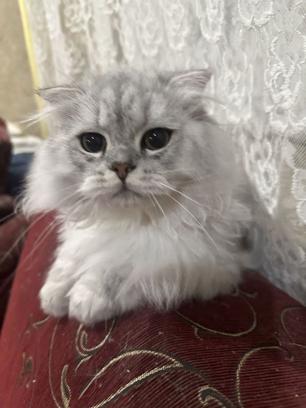 Продам кота 6 месяцев хайленд скотиш фолд.250$.привит