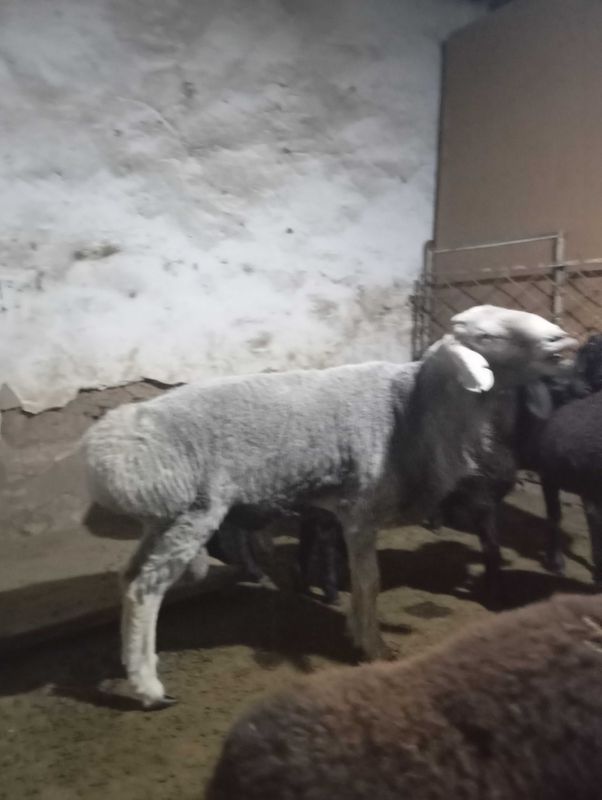 Qòchqor sotladi 4tish boqishgayam sòyiwga xam bòladi