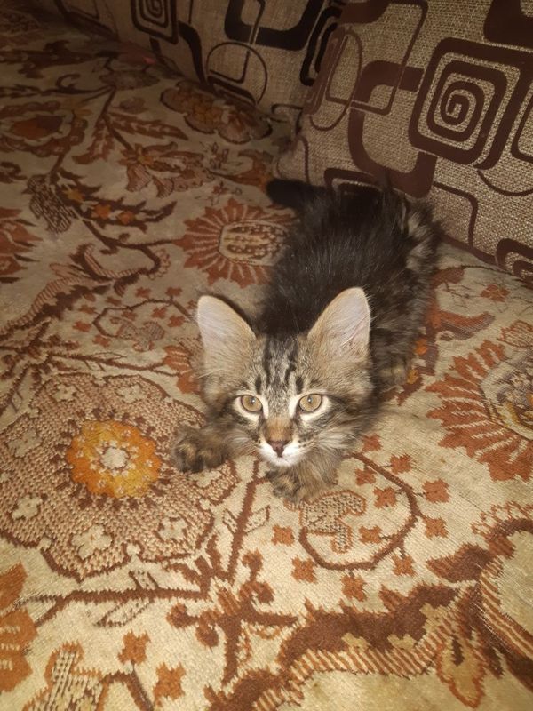 Котёнок. 3 месяца.