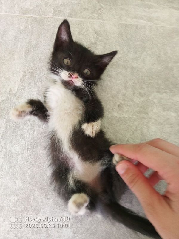 Felix parodali mushugimz sotiladi Felix parodali mushugimz sotiladi