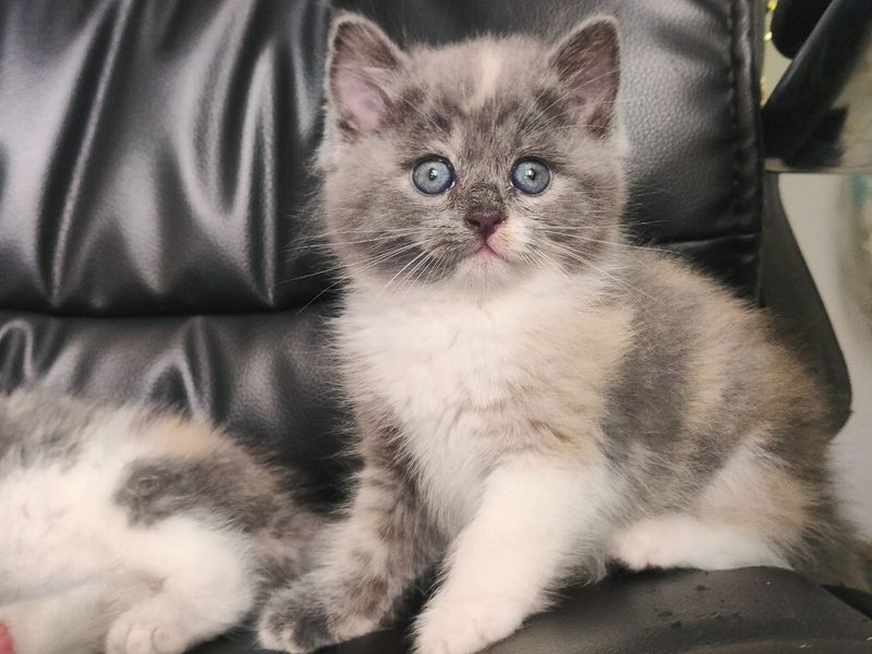 Котёнок Скоттиш Страйт Котёнок Скоттиш Страйт