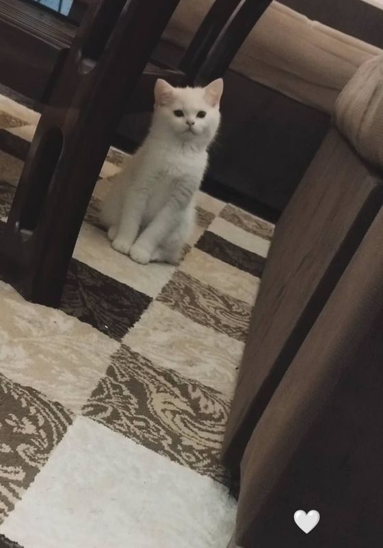 Мушук сотилади! Скотиш Страйт Мушук сотилади! Скотиш Страйт
