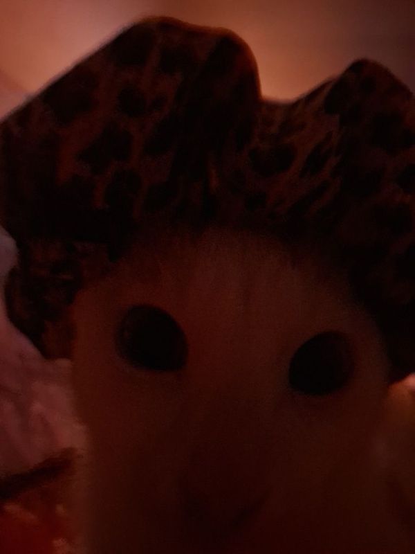 Pishik Tovuqdin mut Pishik Tovuqdin mut