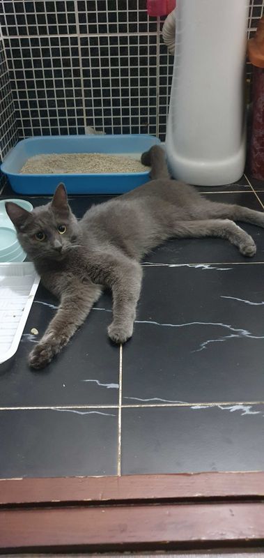 Кошка продаётся!