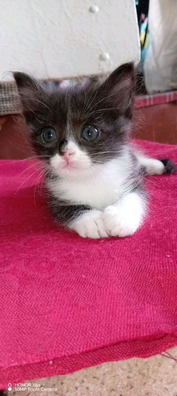 Отдам даром котят Отдам даром котят