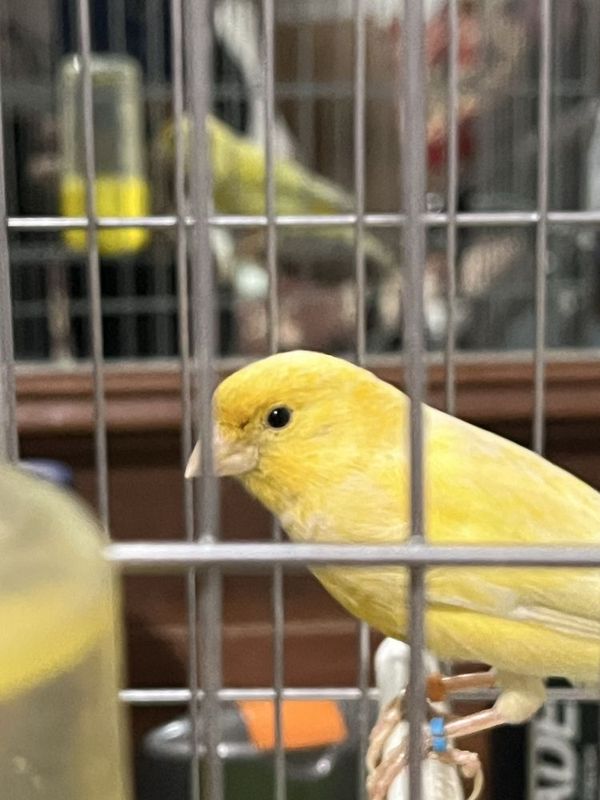 Sotiladi yoshiga tolgan sayrogʻdagi qush Sotiladi yoshiga tolgan sayrogʻdagi qush