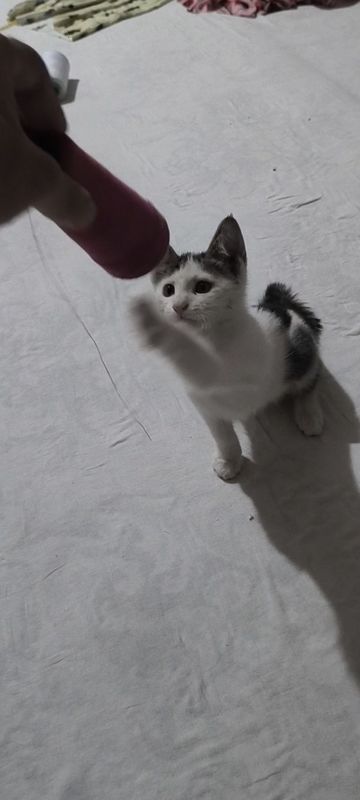 Uy mushuki zotdot top tozza pishak mushuk Uy mushuki zotdot top tozza pishak mushuk