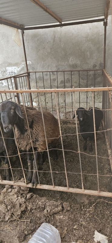 Гулистон шахрида Она бола куй сотилади.