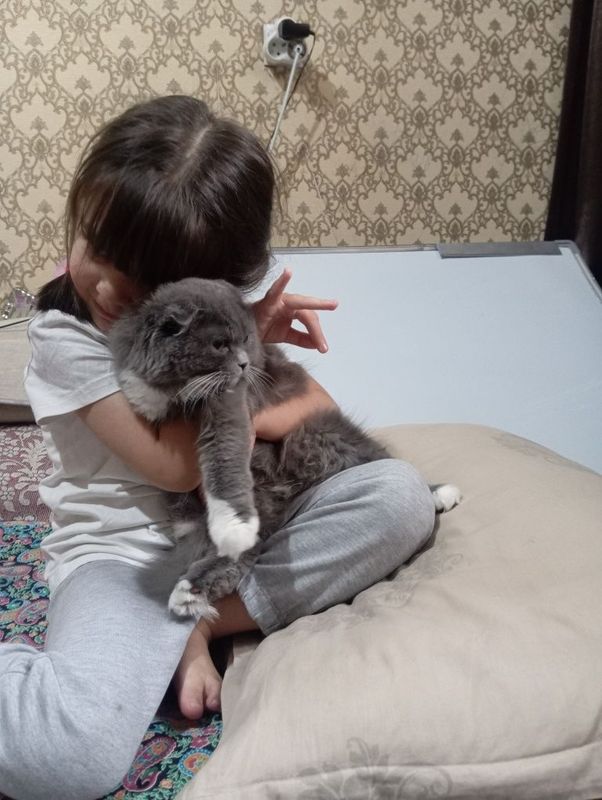Продаётся очень умная красивая кошка на хорошие руки лоток приучен Продаётся очень умная красивая кошка на хорошие руки лоток приучен