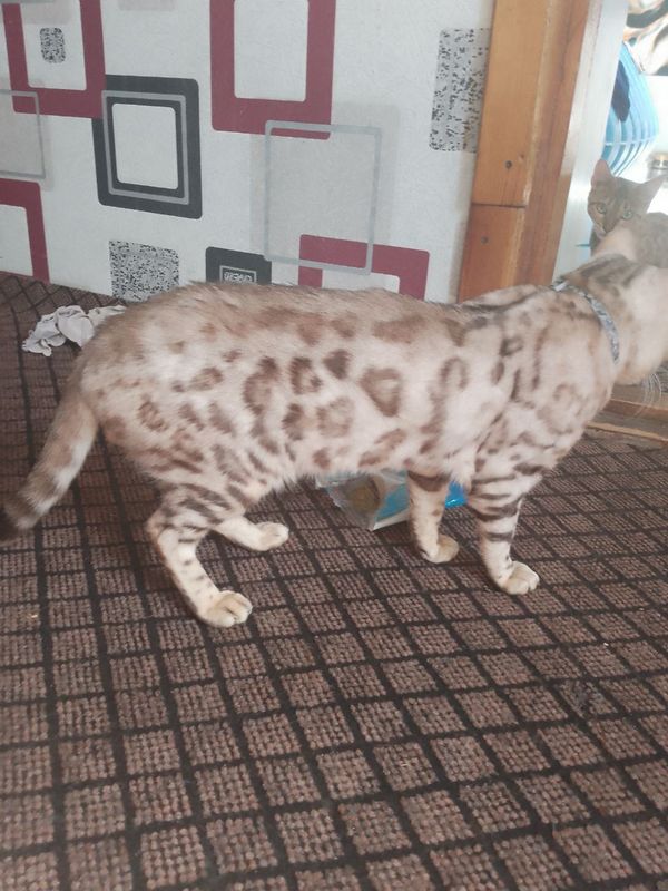 Zotdor Bengal mushukcha vzyaskaga