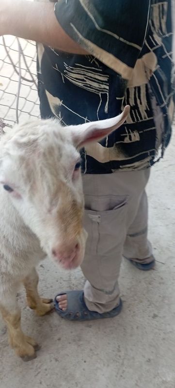 Taka sotiladi yaxshi boqilgan