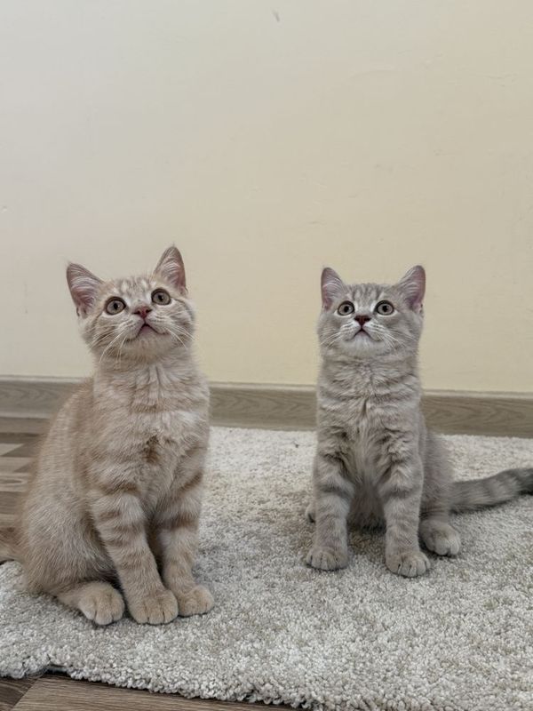 Британский страйт котята Британский страйт котята