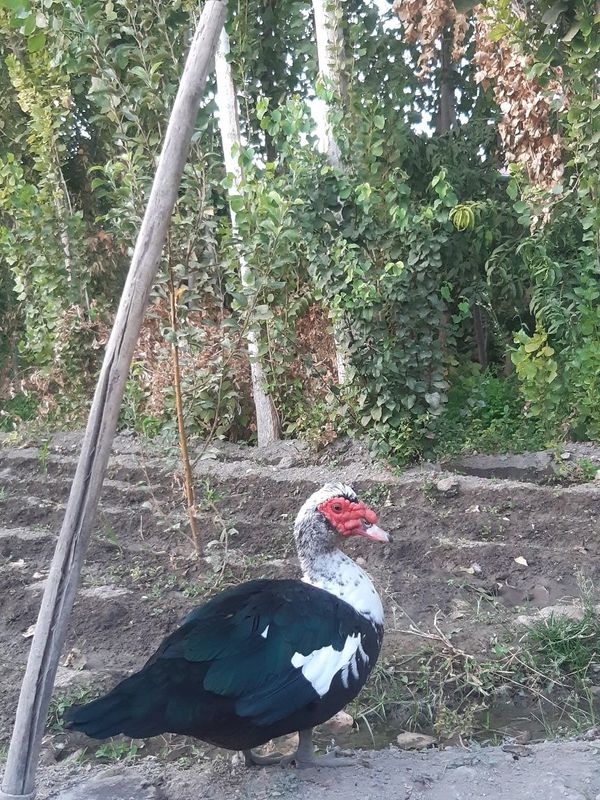 Indoutka o'rdaklar sotiladi Indoutka o'rdaklar sotiladi