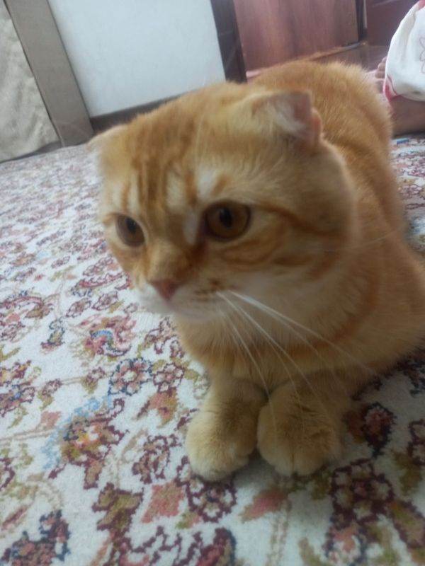 Viyazkaga erkak mushuk