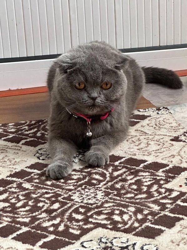 Scottish fold toza parodiya