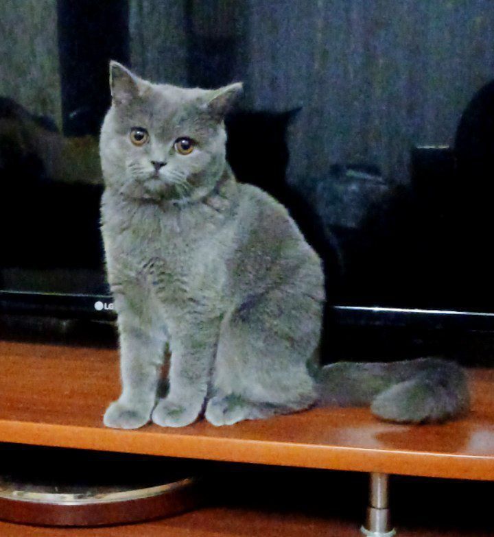 Кошечка скоттиш страйт 7 месяцев Кошечка скоттиш страйт 7 месяцев