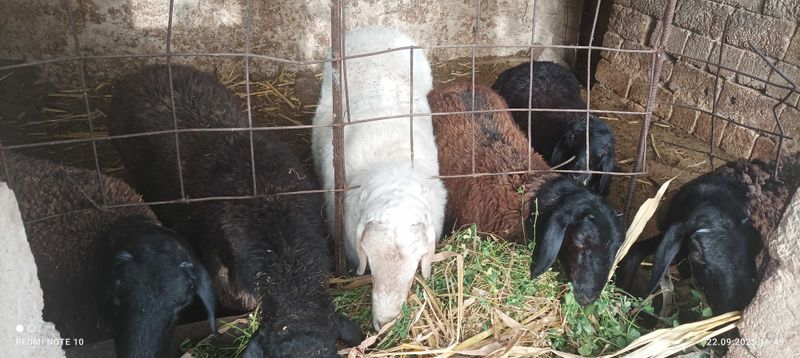 Qo'y qo'chqorlar sotiladi, Куй кучкорлар сотилади qoy, qochqor