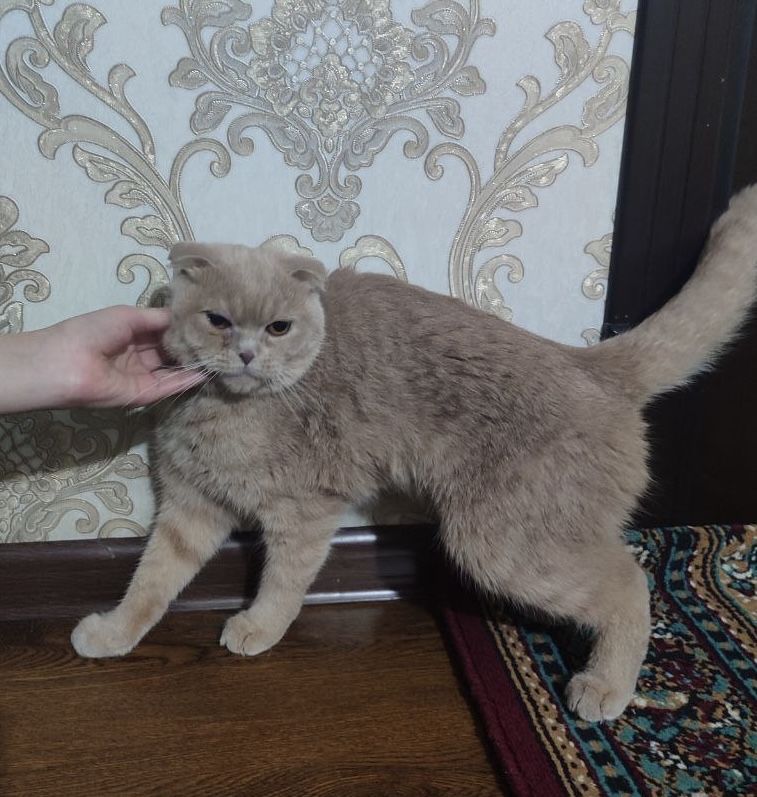 Mushuk sotiladi srochna zotdor Mushuk sotiladi srochna zotdor