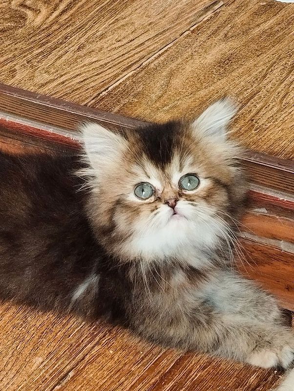 Продам котёнка шиншилла девочка Продам котёнка шиншилла девочка