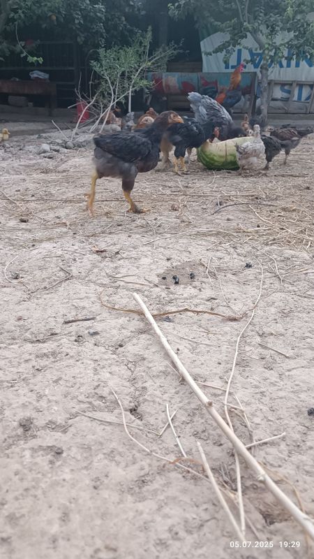Tovuqlar sotiladi Tovuqlar sotiladi