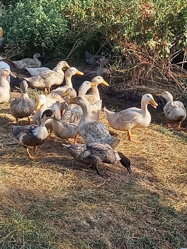 Bavariya Oʻrdagi 4-4,5kg. Agadel Oʻrdagi vazni 6kg semizgina oʻrdak Bavariya Oʻrdagi 4-4,5kg. Agadel Oʻrdagi vazni 6kg semizgina oʻrdak