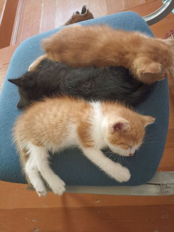 Котята метисы британской кошки. Котята метисы британской кошки.