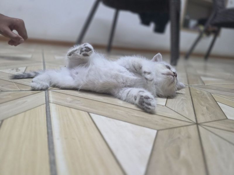 Котёнок мать веслоухая отец шиншилла