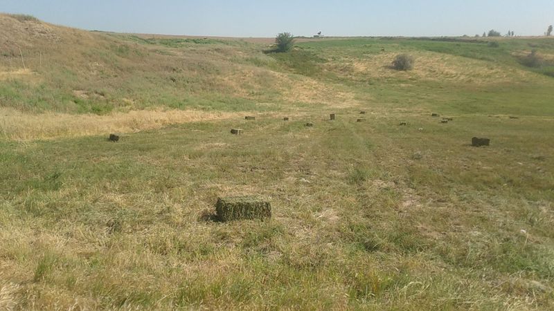 Беда бор Халкабад срочно. Клевер в Янгиюльском районе Беда бор Халкабад срочно. Клевер в Янгиюльском районе