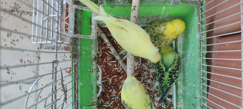 Papugay sotiladi Papugay sotiladi