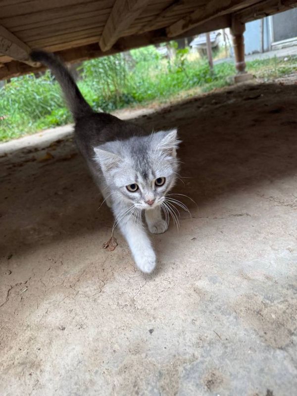 Yaxshi zotli mushuk