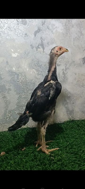 Dakan joja sotiladi Dakan joja sotiladi
