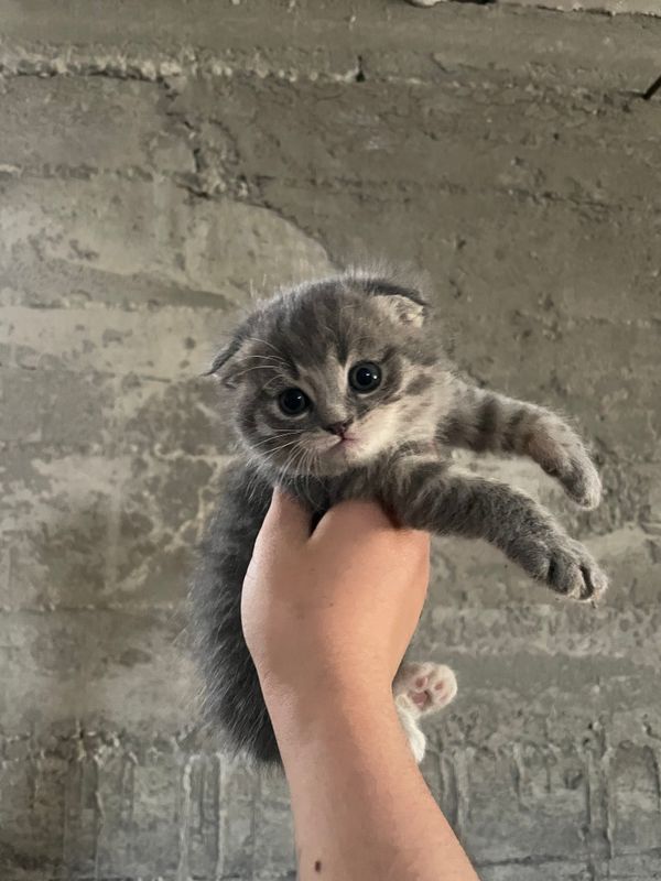 Koshka Koshka