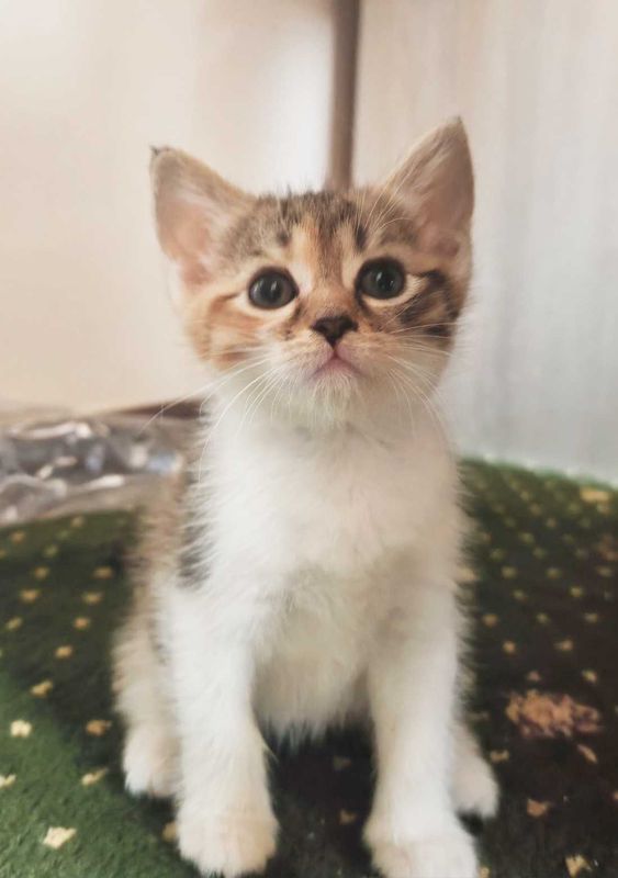 Отдадим котят в хорошие руки. Отдадим котят в хорошие руки.