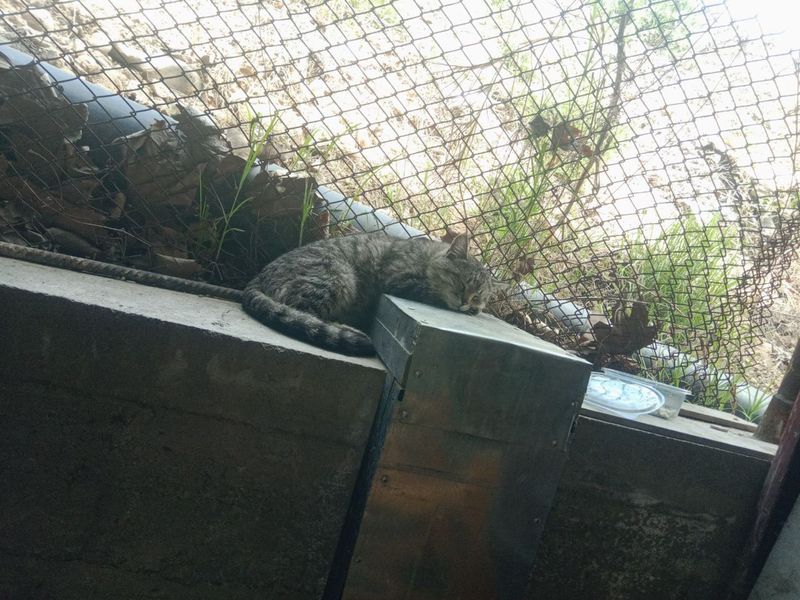 Пристройство в хорошие добрые руки Пристройство в хорошие добрые руки