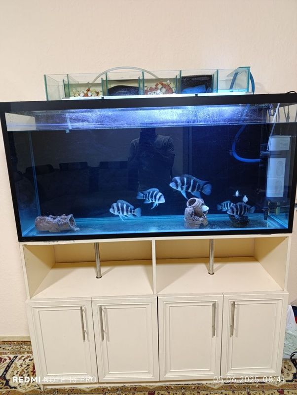 Akvarium padstavkasi va balig'lari bilan sotiladi Akvarium padstavkasi va balig'lari bilan sotiladi