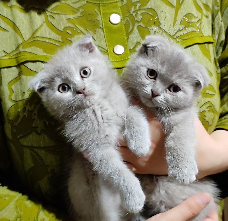 Котята, мушукчалар Котята, мушукчалар