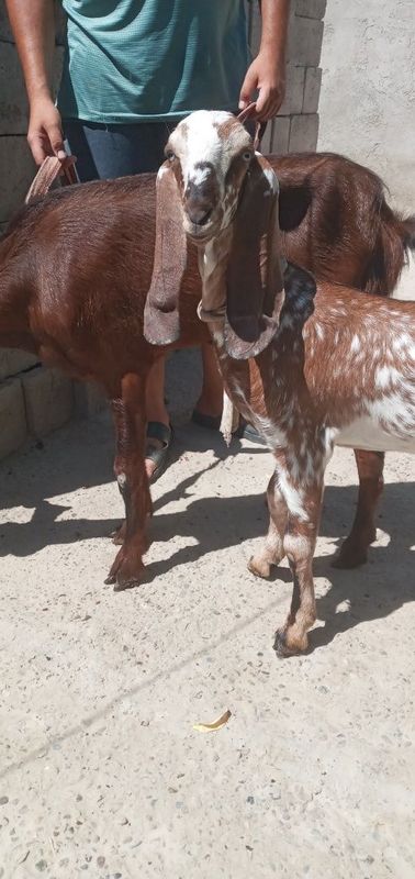 Bital zotli echki ona bola sotiladi. Bolasi ham urģochi. Soģlom. Bital zotli echki ona bola sotiladi. Bolasi ham urģochi. Soģlom.