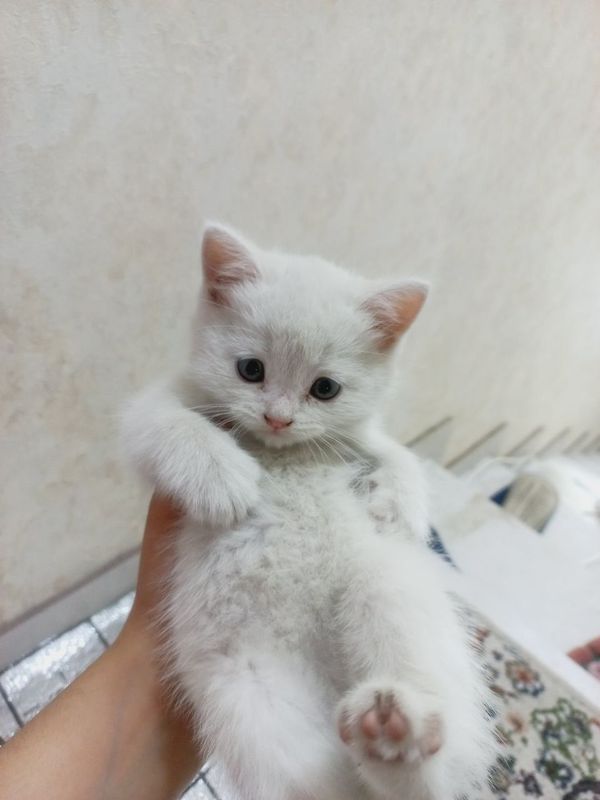 Котята: скоттиш фолд, скоттиш страйт Котята: скоттиш фолд, скоттиш страйт