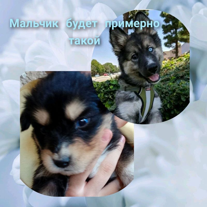 xaski + ovcharka it sotladi xaski + ovcharka it sotladi