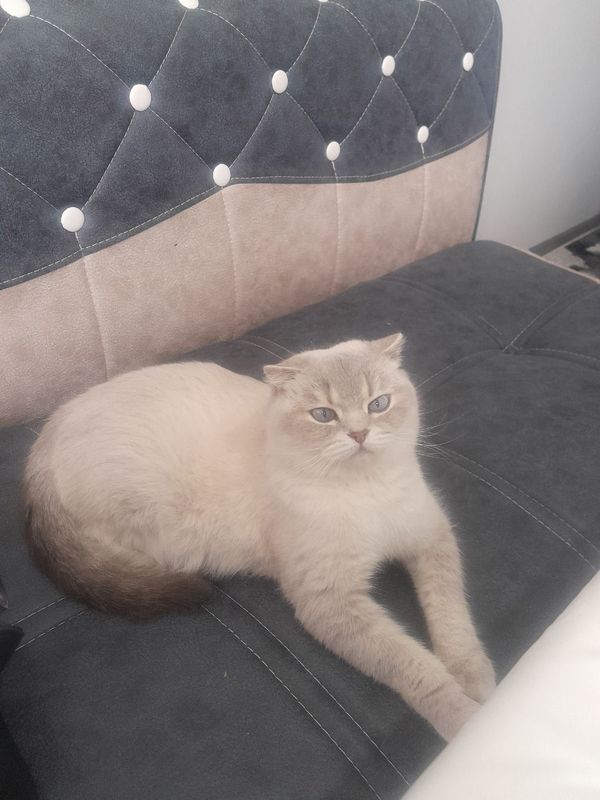 Скоттиш фолд пародаси Скоттиш фолд пародаси