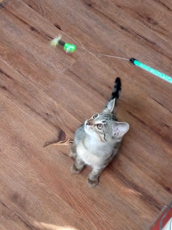 Пристраивается котенок 3-4 месяца